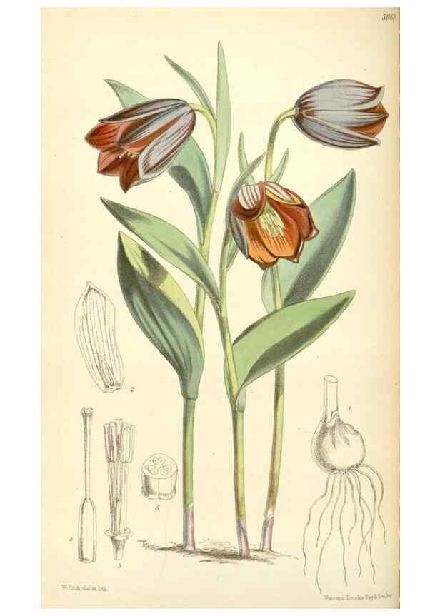 Reproducción/Reproduction 34465834173: Curtis's botanical magazine.. London ; New York [etc.] :Academic Press [etc.]
