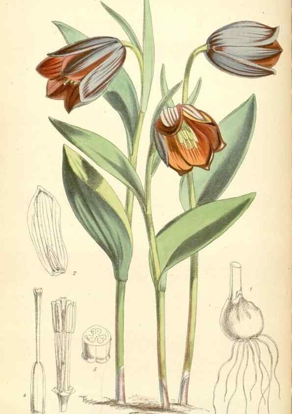 Reproducción/Reproduction 34465834173: Curtis's botanical magazine.. London ; New York [etc.] :Academic Press [etc.]