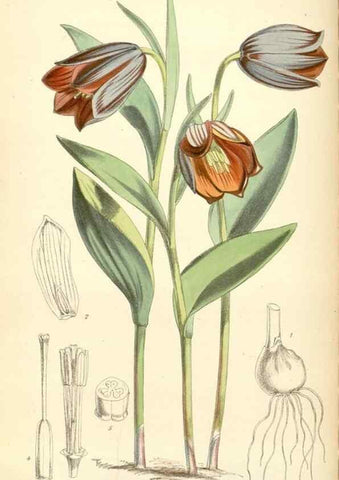 Reproducción/Reproduction 34465834173: Curtis's botanical magazine.. London ; New York [etc.] :Academic Press [etc.]