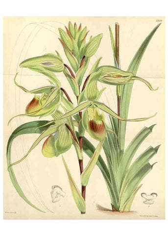Reproducción/Reproduction 34431691124: Curtis's botanical magazine.. London ; New York [etc.] :Academic Press [etc.]