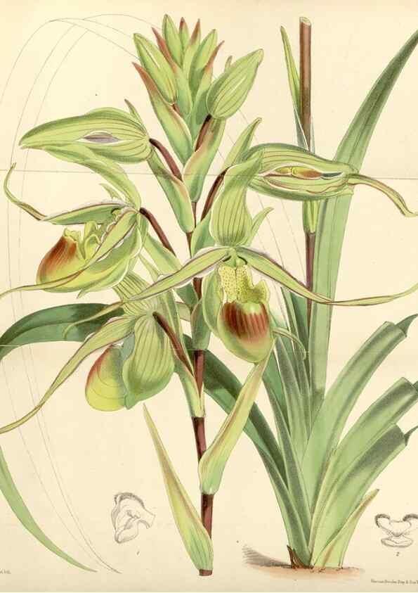 Reproducción/Reproduction 34431691124: Curtis's botanical magazine.. London ; New York [etc.] :Academic Press [etc.]