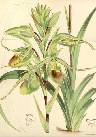 Reproducción/Reproduction 34431691124: Curtis's botanical magazine.. London ; New York [etc.] :Academic Press [etc.]