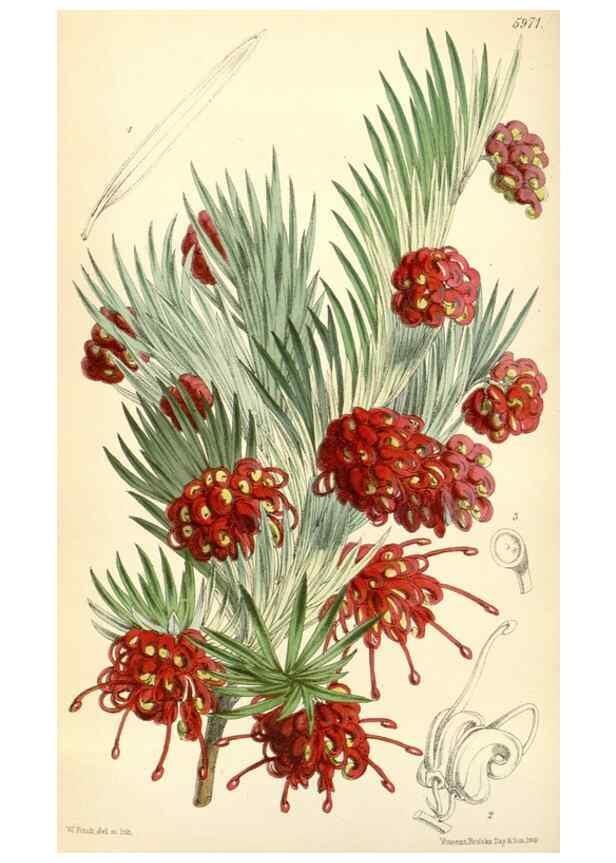 Reproducción/Reproduction 34888198490: Curtis's botanical magazine.. London ; New York [etc.] :Academic Press [etc.]
