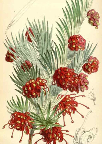 Reproducción/Reproduction 34888198490: Curtis's botanical magazine.. London ; New York [etc.] :Academic Press [etc.]