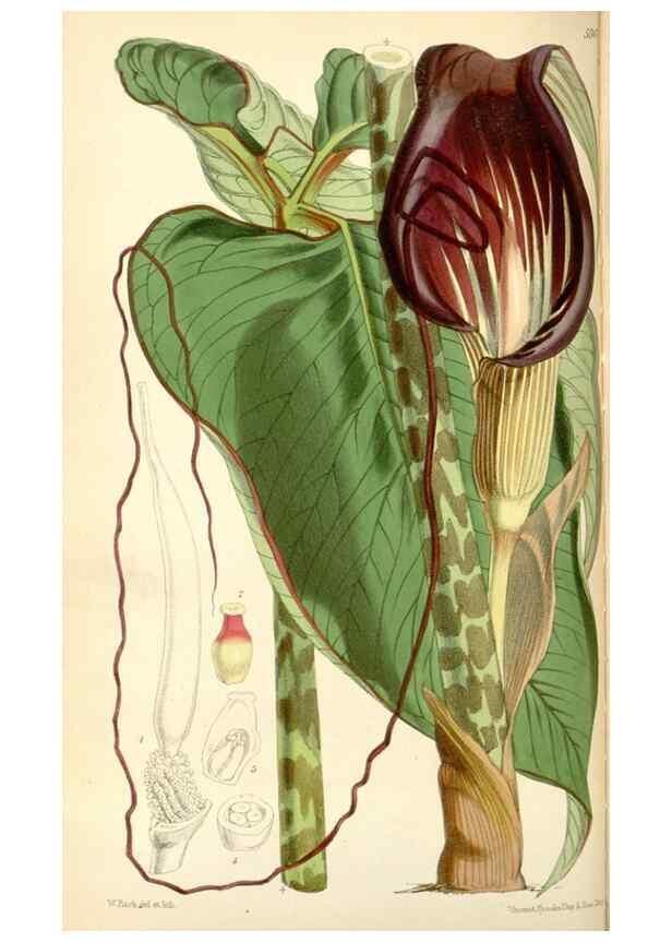 Reproducción/Reproduction 34431666794: Curtis's botanical magazine.. London ; New York [etc.] :Academic Press [etc.]