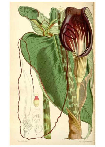 Reproducción/Reproduction 34431666794: Curtis's botanical magazine.. London ; New York [etc.] :Academic Press [etc.]
