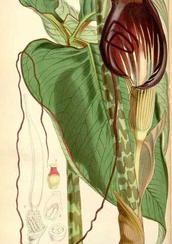 Reproducción/Reproduction 34431666794: Curtis's botanical magazine.. London ; New York [etc.] :Academic Press [etc.]