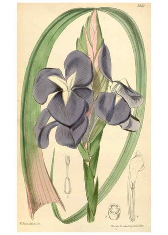 Reproducción/Reproduction 35275268185: Curtis's botanical magazine.. London ; New York [etc.] :Academic Press [etc.]