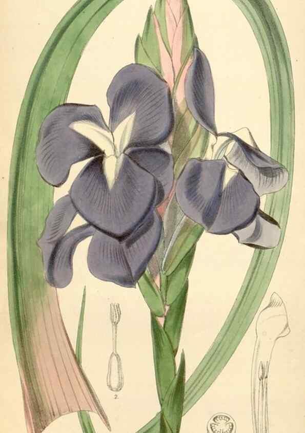 Reproducción/Reproduction 35275268185: Curtis's botanical magazine.. London ; New York [etc.] :Academic Press [etc.]