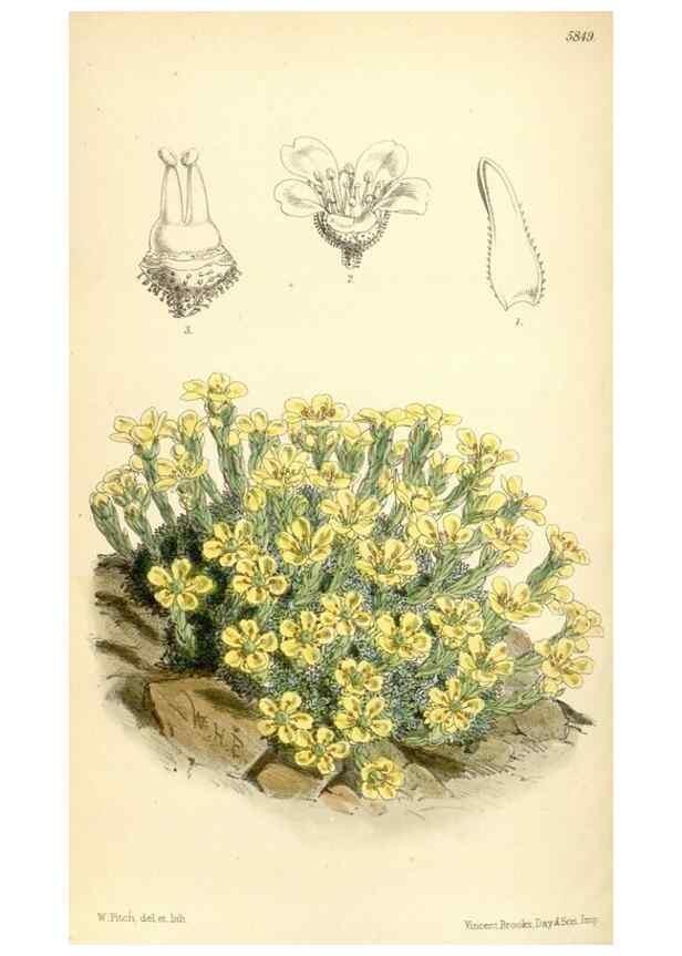 Reproducción/Reproduction 35275266515: Curtis's botanical magazine.. London ; New York [etc.] :Academic Press [etc.]
