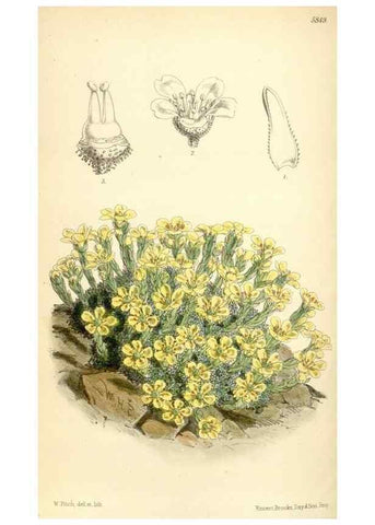 Reproducción/Reproduction 35275266515: Curtis's botanical magazine.. London ; New York [etc.] :Academic Press [etc.]