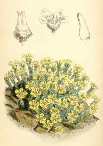 Reproducción/Reproduction 35275266515: Curtis's botanical magazine.. London ; New York [etc.] :Academic Press [etc.]