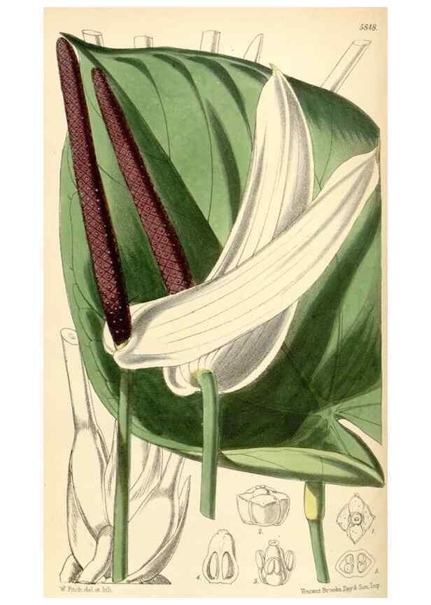 Reproducción/Reproduction 35275264965: Curtis's botanical magazine.. London ; New York [etc.] :Academic Press [etc.]