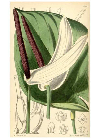 Reproducción/Reproduction 35275264965: Curtis's botanical magazine.. London ; New York [etc.] :Academic Press [etc.]