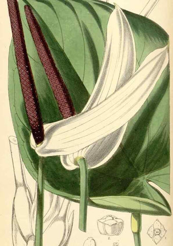 Reproducción/Reproduction 35275264965: Curtis's botanical magazine.. London ; New York [etc.] :Academic Press [etc.]