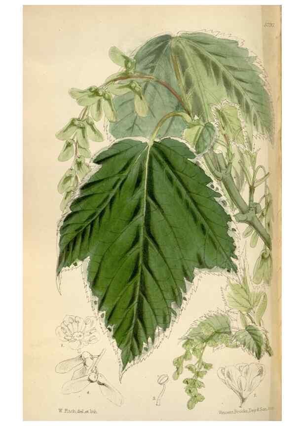 Reproducción/Reproduction 34887767170: Curtis's botanical magazine.. London ; New York [etc.] :Academic Press [etc.]