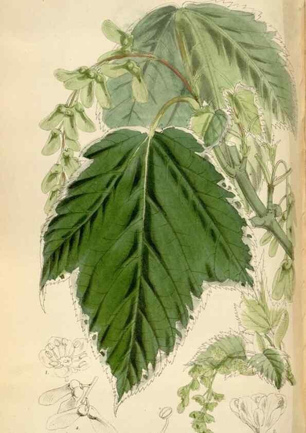 Reproducción/Reproduction 34887767170: Curtis's botanical magazine.. London ; New York [etc.] :Academic Press [etc.]