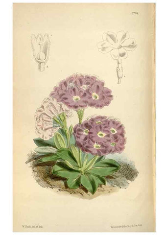 Reproducción/Reproduction 34887768940: Curtis's botanical magazine.. London ; New York [etc.] :Academic Press [etc.]