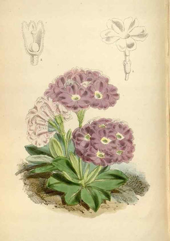Reproducción/Reproduction 34887768940: Curtis's botanical magazine.. London ; New York [etc.] :Academic Press [etc.]