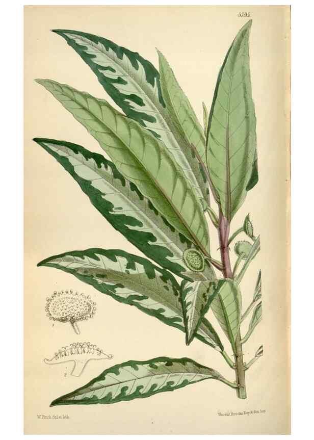 Reproducción/Reproduction 34887771290: Curtis's botanical magazine.. London ; New York [etc.] :Academic Press [etc.]
