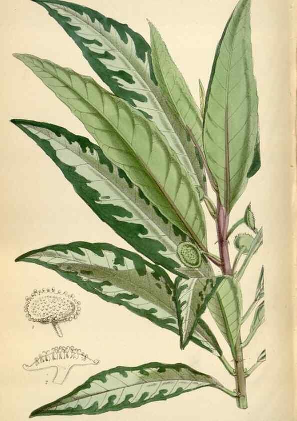 Reproducción/Reproduction 34887771290: Curtis's botanical magazine.. London ; New York [etc.] :Academic Press [etc.]