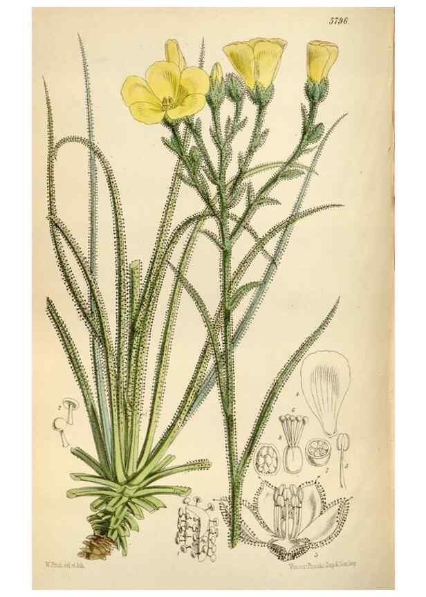 Reproducción/Reproduction 34887772610: Curtis's botanical magazine.. London ; New York [etc.] :Academic Press [etc.]