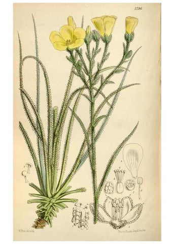 Reproducción/Reproduction 34887772610: Curtis's botanical magazine.. London ; New York [etc.] :Academic Press [etc.]
