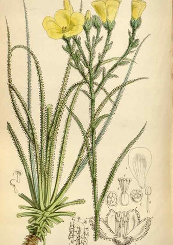 Reproducción/Reproduction 34887772610: Curtis's botanical magazine.. London ; New York [etc.] :Academic Press [etc.]