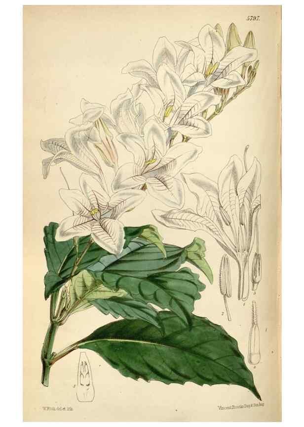 Reproducción/Reproduction 35234553846: Curtis's botanical magazine.. London ; New York [etc.] :Academic Press [etc.]