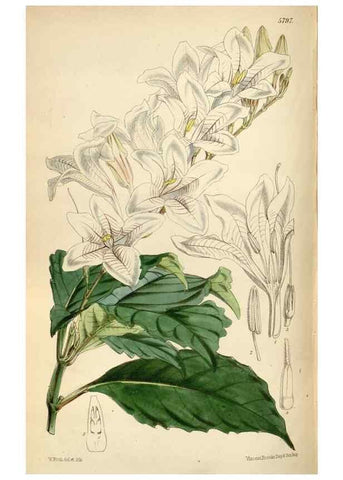 Reproducción/Reproduction 35234553846: Curtis's botanical magazine.. London ; New York [etc.] :Academic Press [etc.]