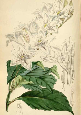 Reproducción/Reproduction 35234553846: Curtis's botanical magazine.. London ; New York [etc.] :Academic Press [etc.]