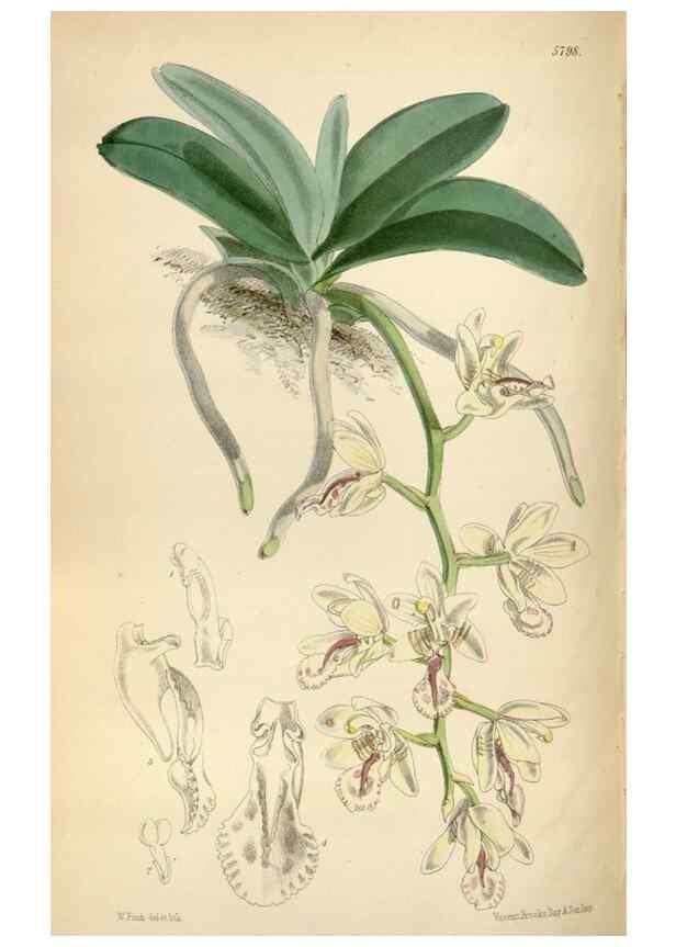 Reproducción/Reproduction 35234556046: Curtis's botanical magazine.. London ; New York [etc.] :Academic Press [etc.]