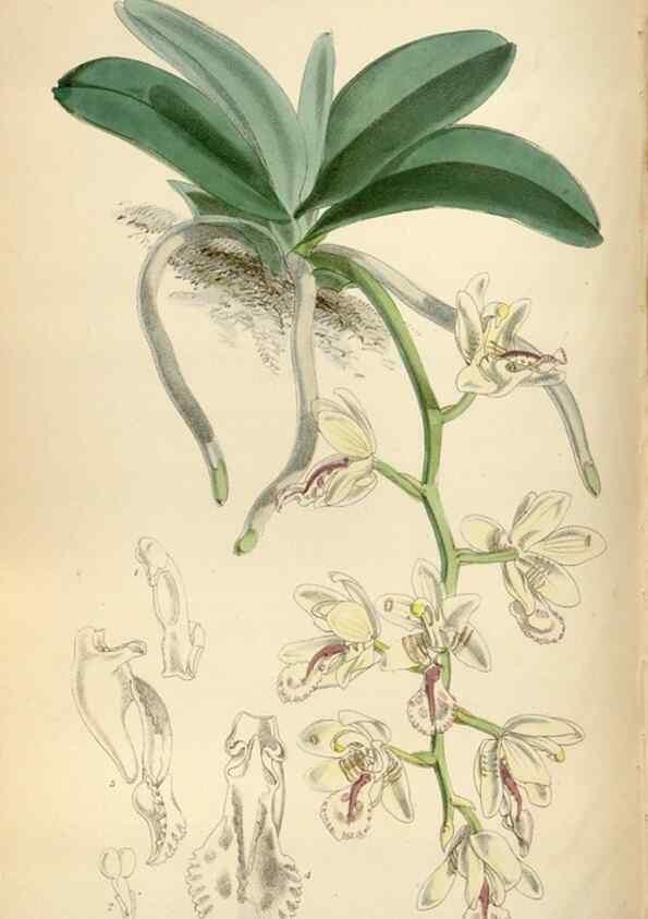 Reproducción/Reproduction 35234556046: Curtis's botanical magazine.. London ; New York [etc.] :Academic Press [etc.]