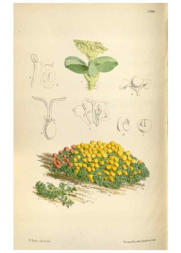 Reproducción/Reproduction 34465412273: Curtis's botanical magazine.. London ; New York [etc.] :Academic Press [etc.]