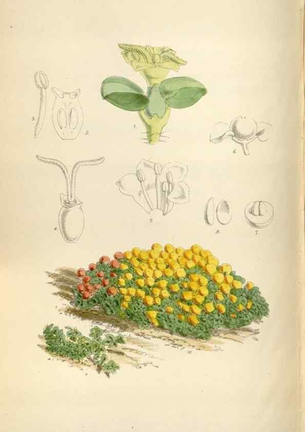 Reproducción/Reproduction 34465412273: Curtis's botanical magazine.. London ; New York [etc.] :Academic Press [etc.]