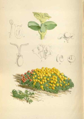 Reproducción/Reproduction 34465412273: Curtis's botanical magazine.. London ; New York [etc.] :Academic Press [etc.]