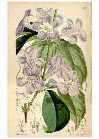 Reproducción/Reproduction 34887784810: Curtis's botanical magazine.. London ; New York [etc.] :Academic Press [etc.]