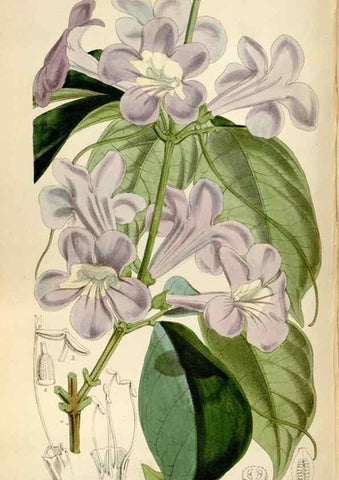 Reproducción/Reproduction 34887784810: Curtis's botanical magazine.. London ; New York [etc.] :Academic Press [etc.]