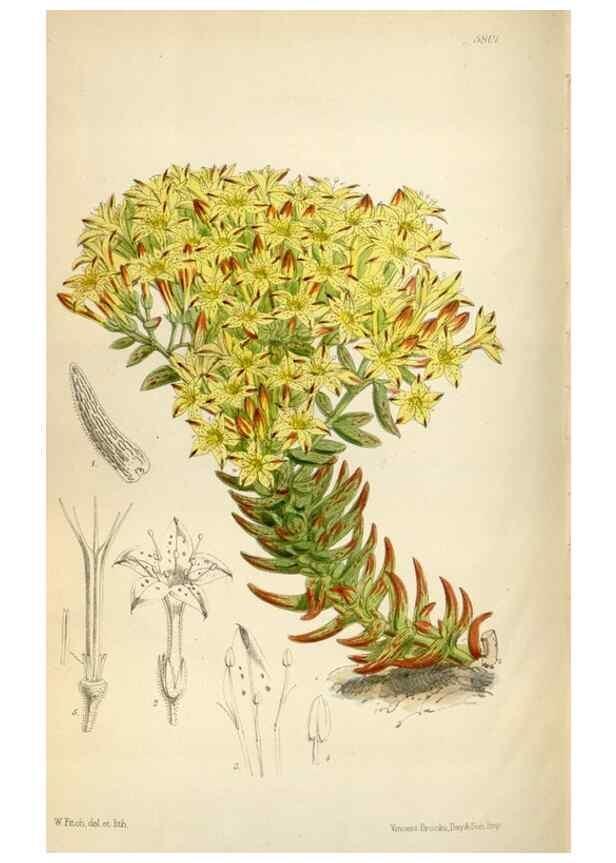 Reproducción/Reproduction 34887787980: Curtis's botanical magazine.. London ; New York [etc.] :Academic Press [etc.]