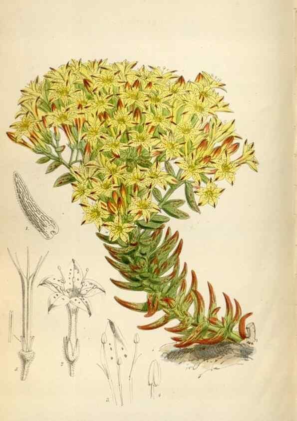 Reproducción/Reproduction 34887787980: Curtis's botanical magazine.. London ; New York [etc.] :Academic Press [etc.]