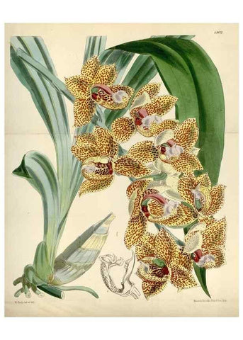 Reproducción/Reproduction 34887790980: Curtis's botanical magazine.. London ; New York [etc.] :Academic Press [etc.]