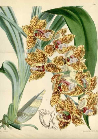 Reproducción/Reproduction 34887790980: Curtis's botanical magazine.. London ; New York [etc.] :Academic Press [etc.]