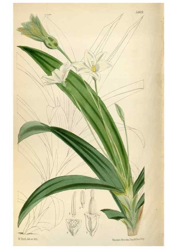 Reproducción/Reproduction 35144843331: Curtis's botanical magazine.. London ; New York [etc.] :Academic Press [etc.]
