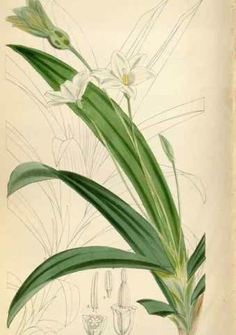 Reproducción/Reproduction 35144843331: Curtis's botanical magazine.. London ; New York [etc.] :Academic Press [etc.]