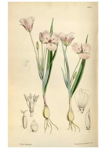 Reproducción/Reproduction 34887797520: Curtis's botanical magazine.. London ; New York [etc.] :Academic Press [etc.]