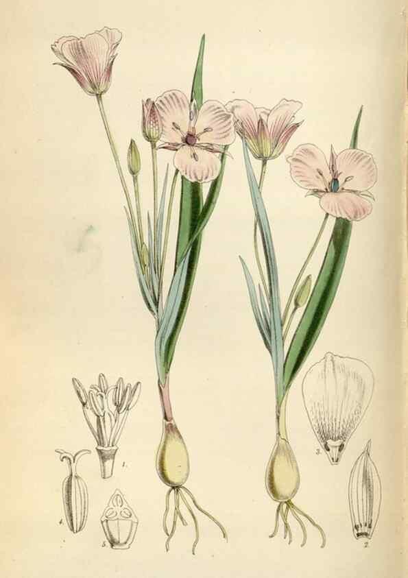 Reproducción/Reproduction 34887797520: Curtis's botanical magazine.. London ; New York [etc.] :Academic Press [etc.]