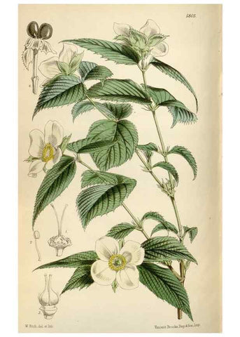 Reproducción/Reproduction 35144848801: Curtis's botanical magazine.. London ; New York [etc.] :Academic Press [etc.]