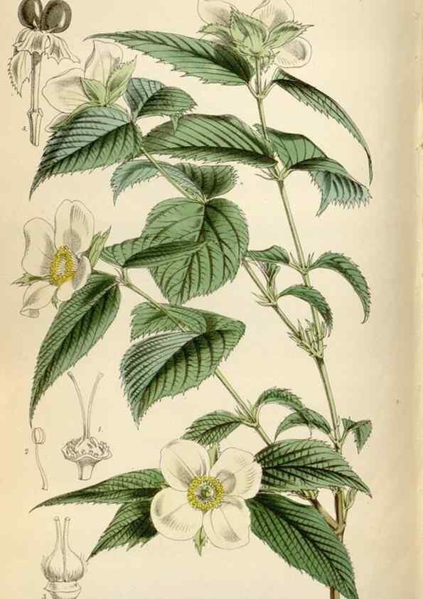 Reproducción/Reproduction 35144848801: Curtis's botanical magazine.. London ; New York [etc.] :Academic Press [etc.]
