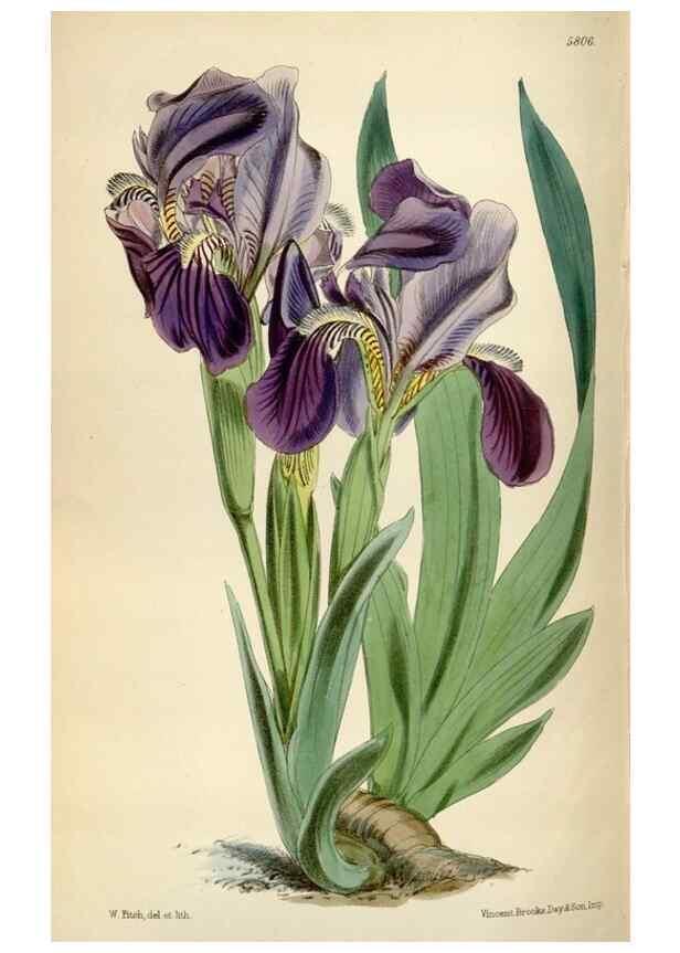 Reproducción/Reproduction 34887803760: Curtis's botanical magazine.. London ; New York [etc.] :Academic Press [etc.]