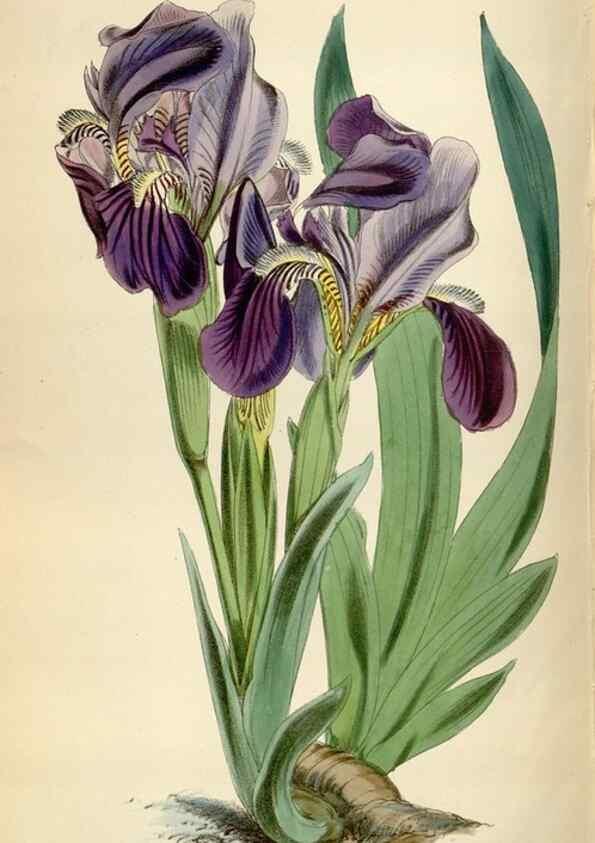 Reproducción/Reproduction 34887803760: Curtis's botanical magazine.. London ; New York [etc.] :Academic Press [etc.]